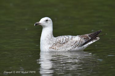Jeune goéland argenté 1er été