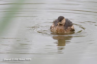 Plumage internuptial