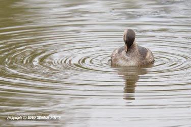 Plumage internuptial