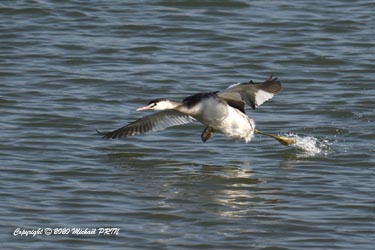 Plumage internuptial