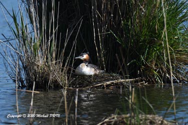 Autre nid de la colonie