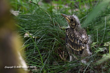 Le même petit caché dans les herbes hautes quelques heures après