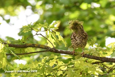 Confection du nid à base de mousse