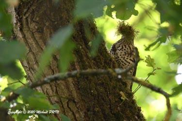 Confection du nid à base de mousse