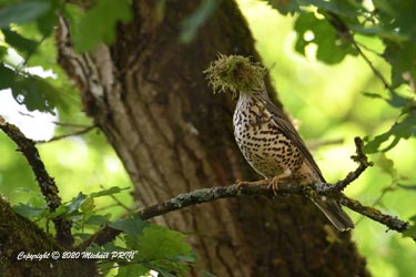 Confection du nid à base de mousse