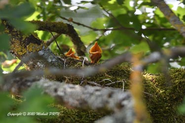 Les petits sont visibles environ 1 semaine après l'éclosion