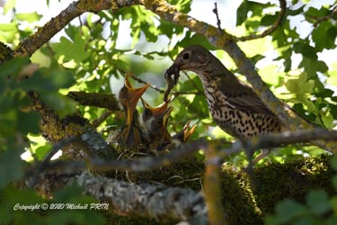 Environ 10 jours après la naissance