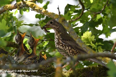 Environ 12 jours après la naissance