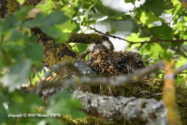 2 jours avant la sortie du nid