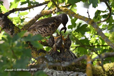2 jours avant la sortie du nid