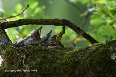2 jours avant la sortie du nid
