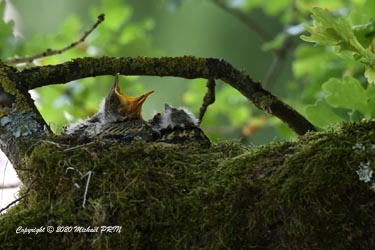 2 jours avant la sortie du nid