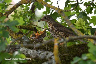 Les yeux des petits commencent à s'ouvrir 2 jours après
