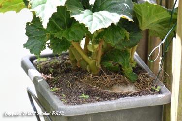 17 jours après la construction du nid, les premiers oeufs éclosent