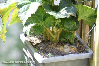 Les 5 petits, 3 jours après l'éclosion