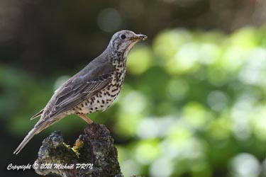 La recherche de nourriture pour les petits occupe la majeure partie de la journée