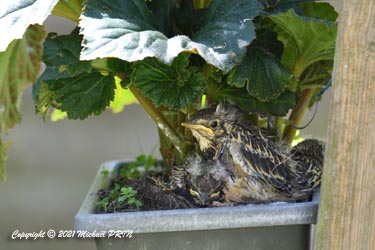 La place manque dans le nid, heureusement la jardinère est grande