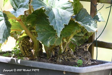 Au 13ème jour, toute la jardinière sert de nid