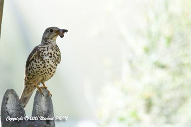 Bientôt la fin du nourrissage au nid