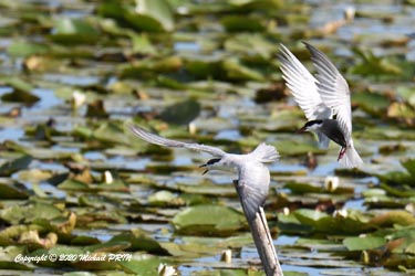 Guifette en plumage nuptial chassant une guifette en plumage internuptial