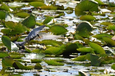 Construction du nid sur des feuilles de nénuphar
