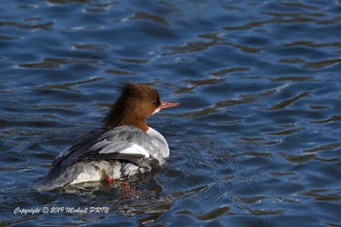 Harle bièvre femelle