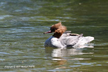 Harle bièvre femelle