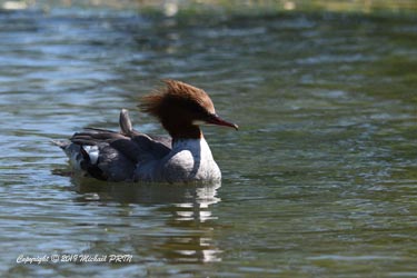 Harle bièvre femelle