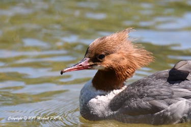 Harle bièvre femelle