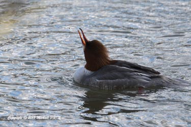 Harle bièvre femelle