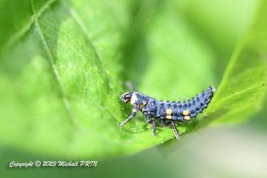 Larve de coccinelle à sept points