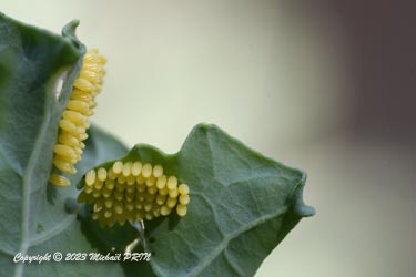 Oeufs de coccinelle à sept points