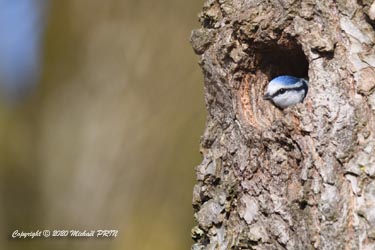 Dès le mois de février, les mésanges bleues partent en repérage