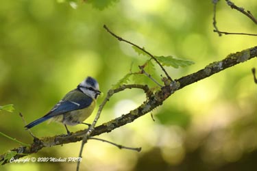 Ravitaillement des petits  dans un ballet continu