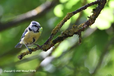 Au fil de la couvaison et du nourrissage, le plumage s'abime de plus de en plus