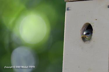 2 jours avant la sortie, les plus curieux sortent la tête du nid
