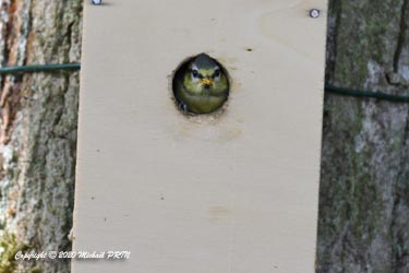 Veille de la sortie, les petits sont de plus en plus curieux