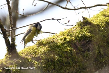 La récolte de mousse peut commencer