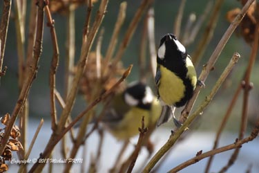 Mésange charbonnière mâle