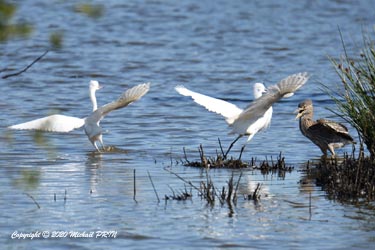 Aigrette garzette (juvénile) et bihoreau gris (juvénile)