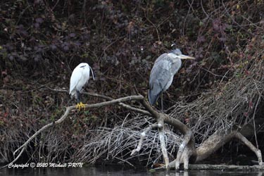 Aigrette garzette et héron cendré (juvénile)
