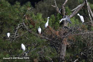 Aigrette garzette et héron cendré (juvénile)