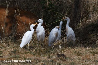 Aigrette garzette (juvénile) et héron garde-boeufs