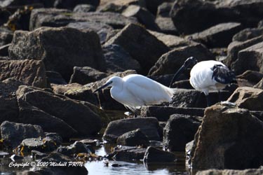 Aigrette garzette et ibis sacré