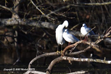 Aigrette garzette et mouette rieuse