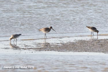 Barge à queue rousse et barge à queue noire