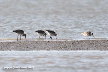 Barge à queue noire et barge à queue rousse