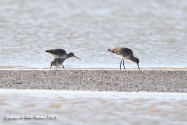 Barge à queue noire et bécasseau maubèche