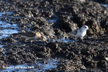 Bécasseau variable et bécasseau sanderling