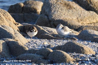 Grand gravelot et bécasseau variable
